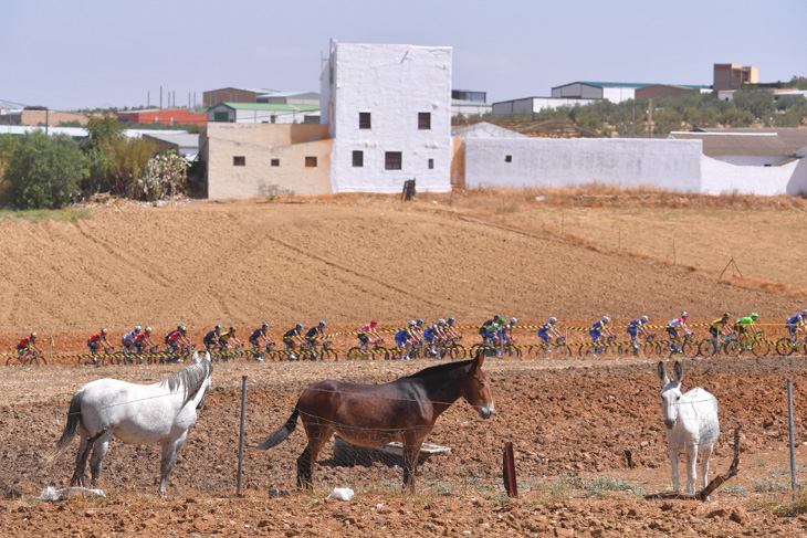 静かにプロトンの通過を見守る馬（ロバ？）