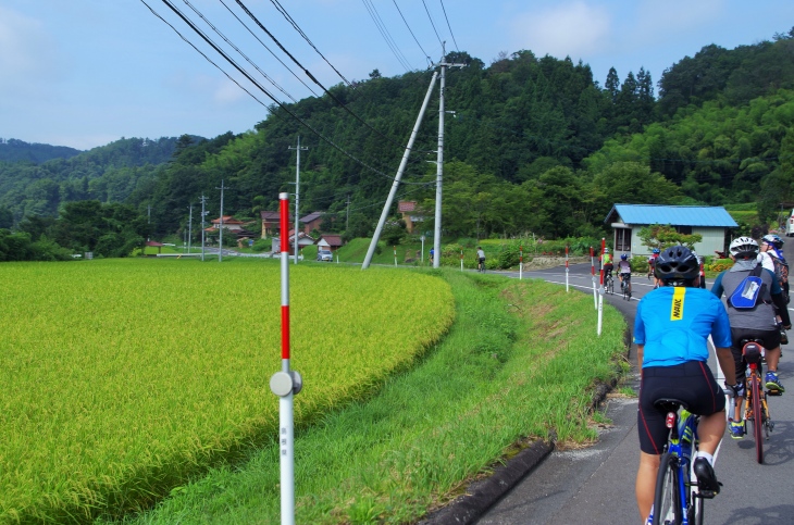 さすが出雲大社の大しめ縄を作るほどの米どころ。美しい稲穂の景色が広がる