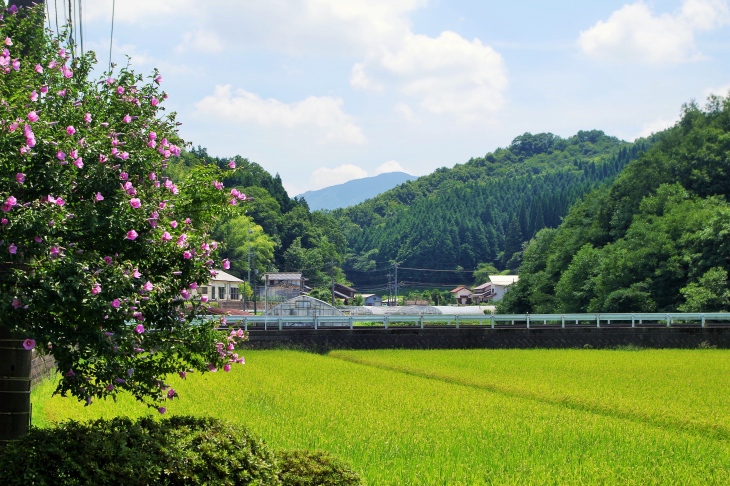 夏の日差しに照らされたムクゲの花と田んぼの景色が美しい