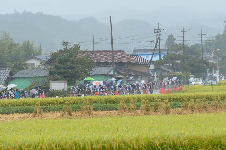 台風が迫る雨の中、稲穂が実った田んぼの中を行くエリートの集団
