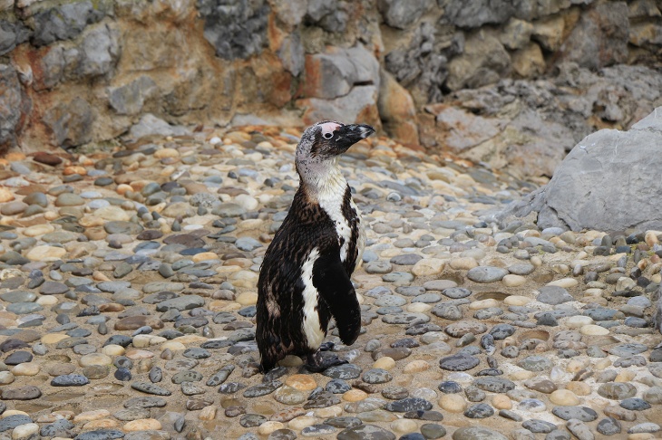 マグダレーナ半島には動物園みたいなのがありペンギンがいた