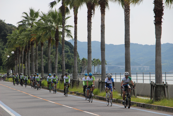 街路樹も南の島をイメージさせる