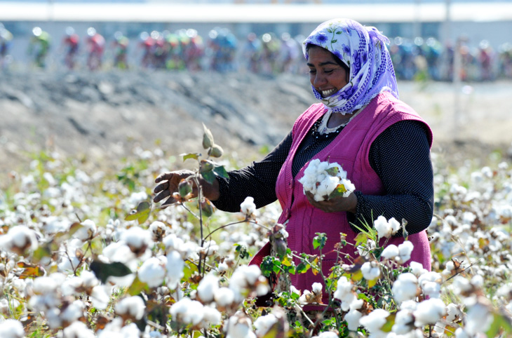 イスタンブール郊外の綿畑を通過する