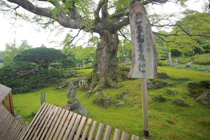 コミネモミジは枝周りが1番の見所ですが、諸事情により幹だけの写真になってしまいました