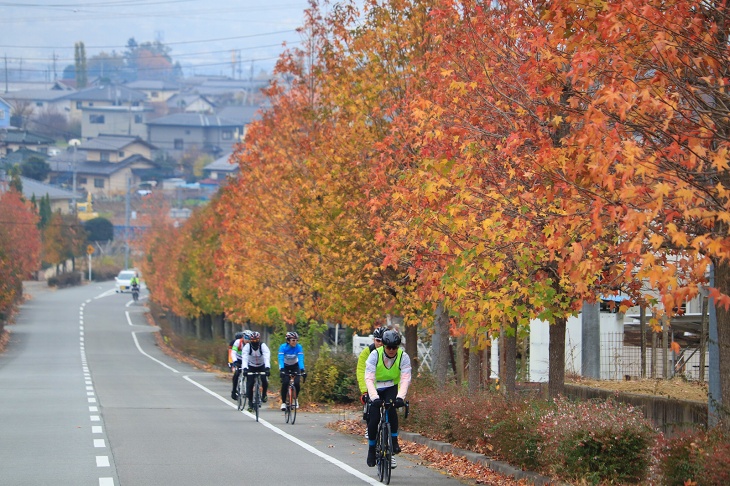 鮮やかに紅葉した並木道を通る