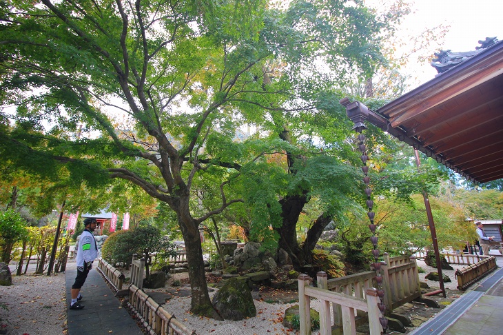 境内には幾多の年月を重ねてきた古木が沢山あり、会長は気に入っているようです