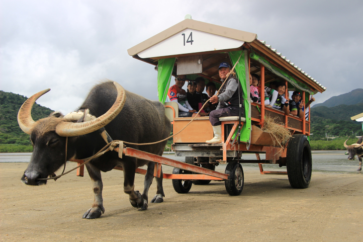 西表島ライドでは水牛の曳く車に乗ることも！
