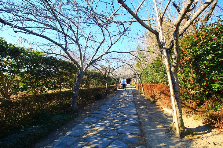参道は大櫻山の名の通り、桜並木となっており、春には桜のトンネルとなります