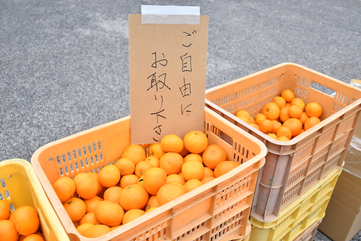 みかん食べ放題! ご自由にお取りください