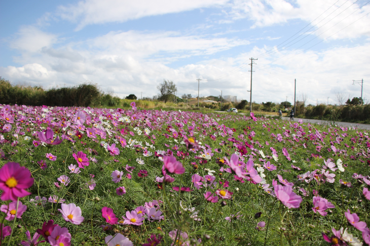 沖縄では秋と春の桜を同時期に見られるという稀有な気候だ