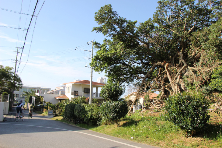 住宅街に突如現れた大きなガジュマルが最初の目的地だ