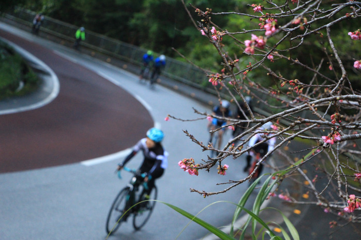日本一早い桜が今年もサイクリストを迎えてくれた