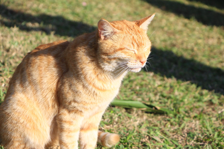 降り注ぐ陽射しにえも言われぬ表情のねこがエイドに登場。みんなに構われていました