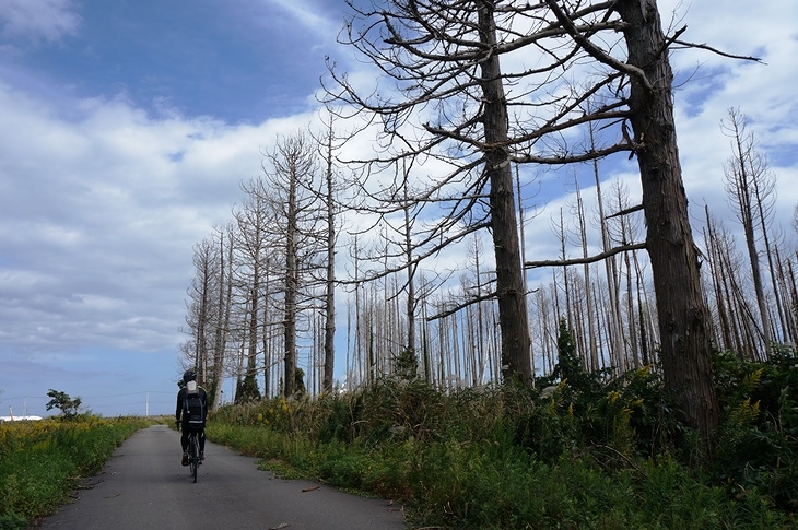 津波の塩害でしょうか？海岸沿いの立枯れた木々が寂しそうに佇んでいました