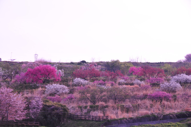 桃と桜が咲き乱れる絶景を堪能できる桃と桜のサイクリング