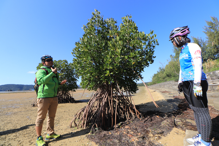 羽地内海のマングローブの木が干潮で根っこが露出していた