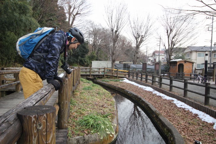 この水路で蛍を育てているそうだ