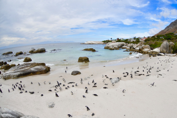 ボルターズビーチでは多くのケープペンギンが間近で見られる