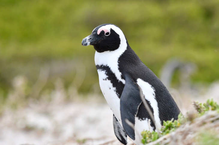 愛くるしい表情を見せるケープペンギンは大人気