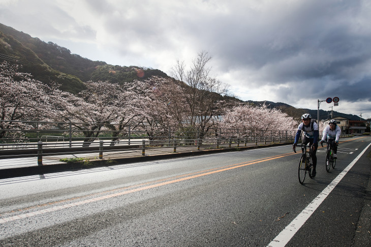 雨の切れ間に、咲き始めの桜並木のそばを走る