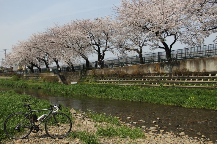 桜咲き誇る野川　気軽に川沿いまで降りられる