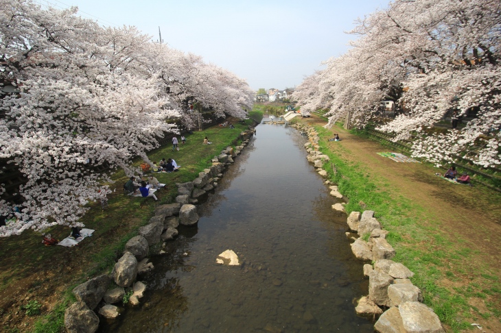両岸を桜に覆われた野川　緑とピンクが美しいコントラスト