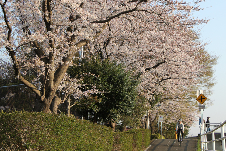 境川サイクリングロードの脇には桜がたくさん咲いていて気持ちよく走行できる