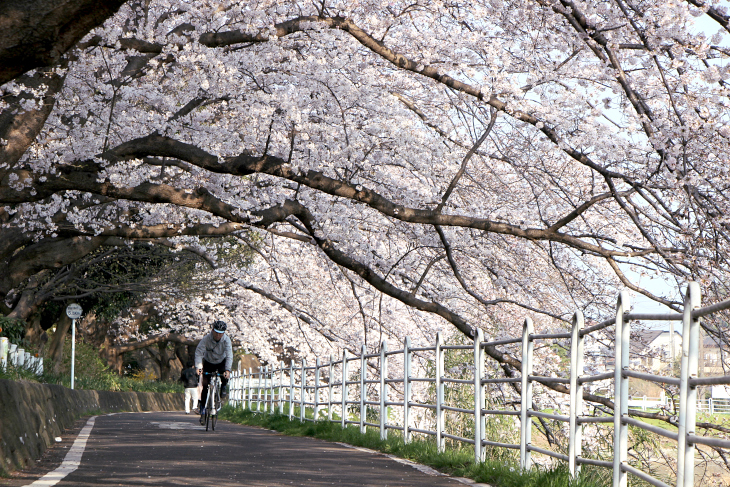 桜のトンネルを気持ちよく駆け抜けられるこのポイントこそ至高