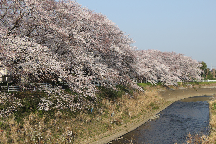 マイ・ベスト・オブ桜並木はここだ!
