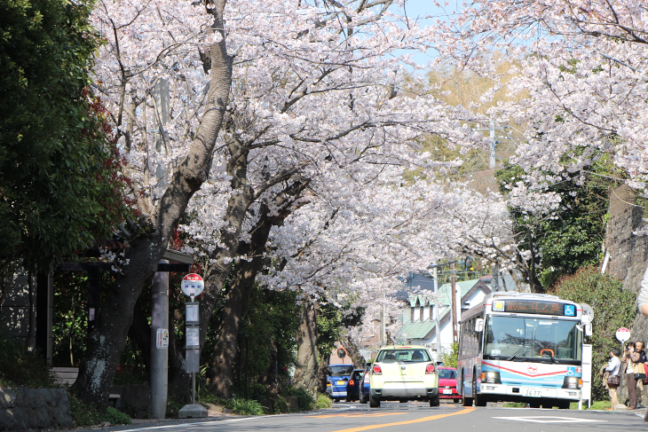 桜並木が綺麗な鎌倉山