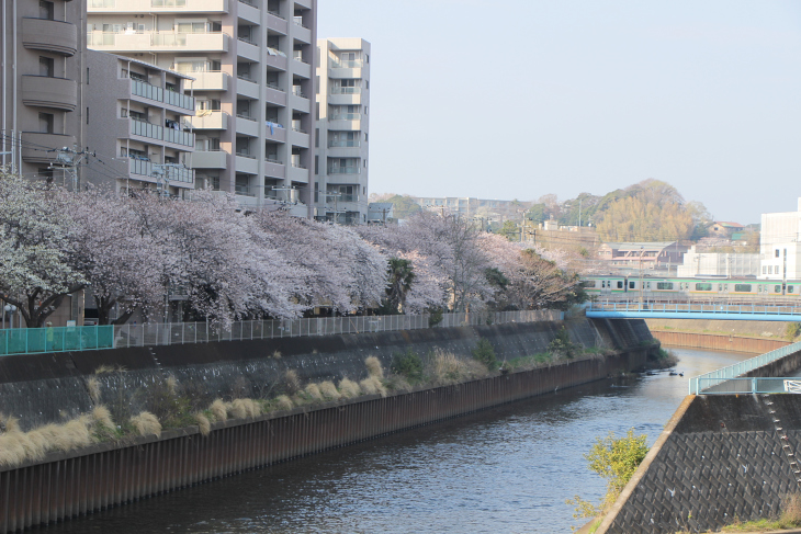 普段通らない道だったので新たな桜並木を発見!日本は桜が多い