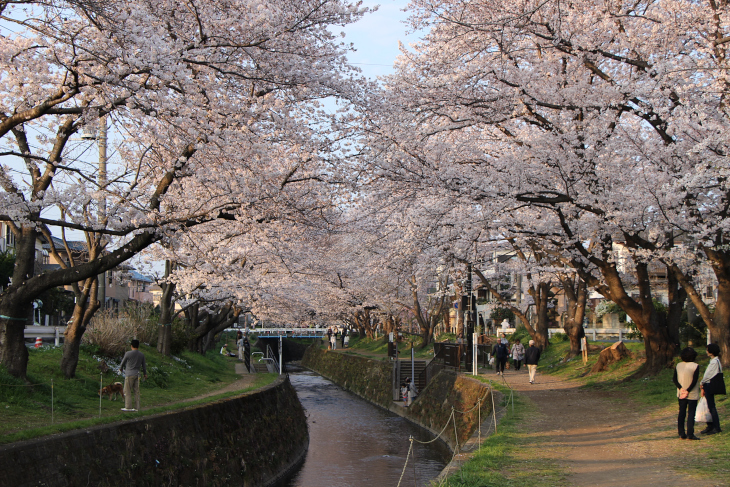 ベストでは無いが圧巻の桜並木。桜ヶ丘から高座渋谷にかけての千本桜はぜひ鑑賞しに来て欲しい