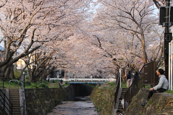 ベストでは無いが圧巻の桜並木。桜ヶ丘から高座渋谷にかけての千本桜はぜひ鑑賞しに来て欲しい