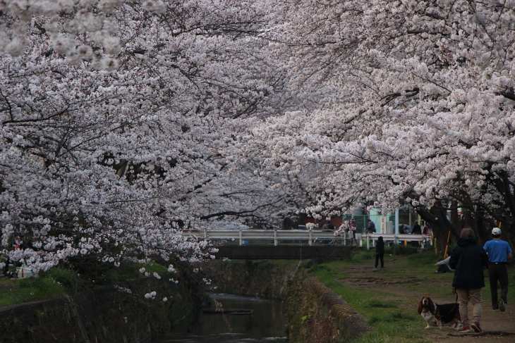 どこを見渡しても桜が咲く引地川の千本桜