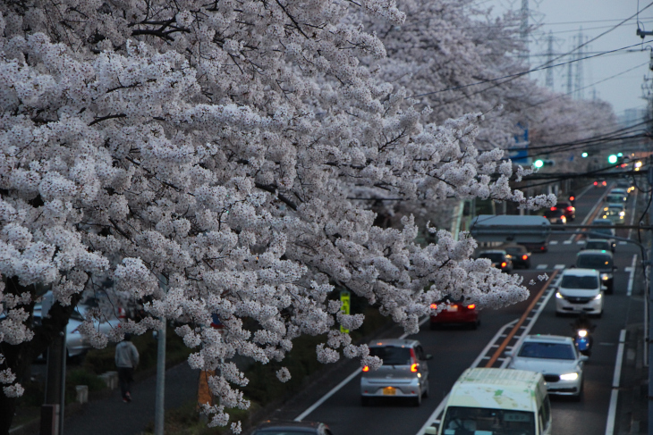 桜を愛ですぎ日没を迎えてしまった。大和市の桜ヶ丘から高座渋谷にかけては幹線道路も桜並木が整備されている