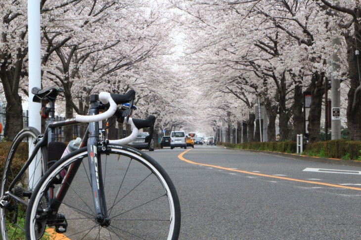 調布飛行場の前の通りも桜が満開!まさにトンネルといったところ