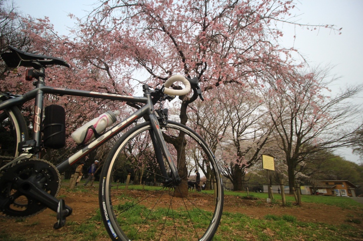 小金井公園の枝垂桜も美しい