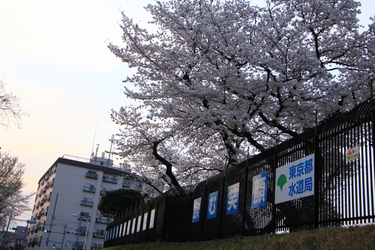 玉川上水沿いの浄水場にも美しい桜が ここで浄化された水を飲めなくなるところでした、くわばらくわばら。
