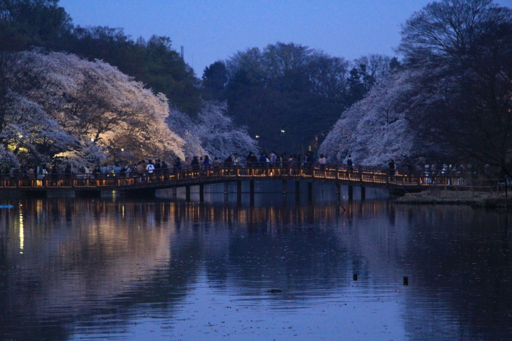 美しい夜桜で今日のライドは〆　次はどこへ出かけようか