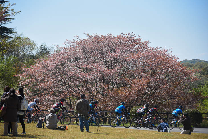 散り際の桜の前を行く集団