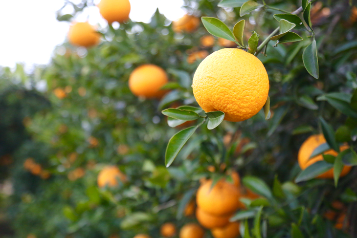 三ヶ日地区に多い柑橘畑。「三ヶ日みかん」は高値で取引される人気ブランドだ