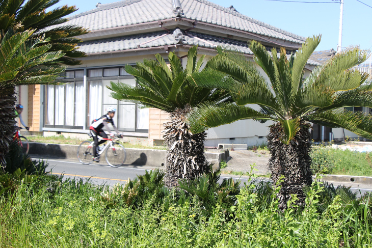 南国らしい植生ながら、建物は日本ならではというユニークな光景