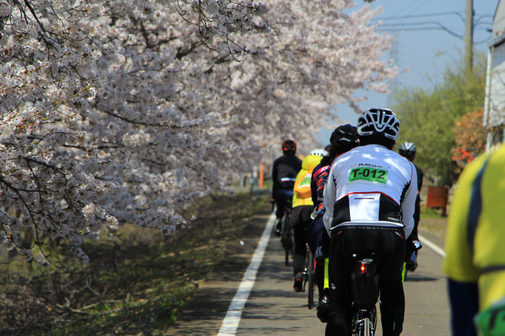 すぐそこにまで桜の枝ぶりが迫ってくる