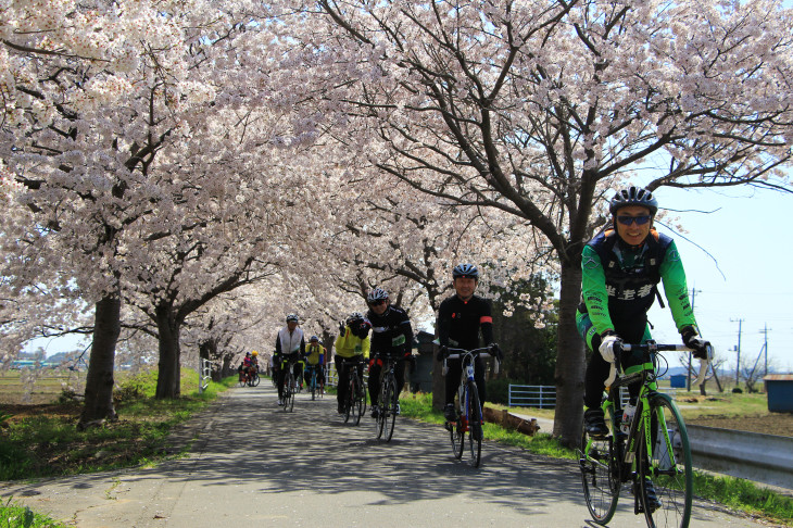 次々に現れる桜のトンネル　地元の方も花見に来ているのでゆっくり