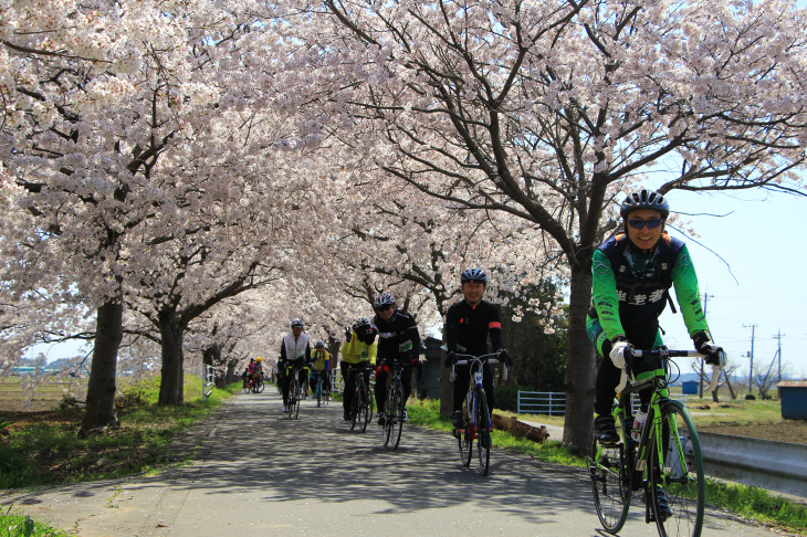 次々に現れる桜のトンネル 地元の方も花見に来ているのでゆっくり
