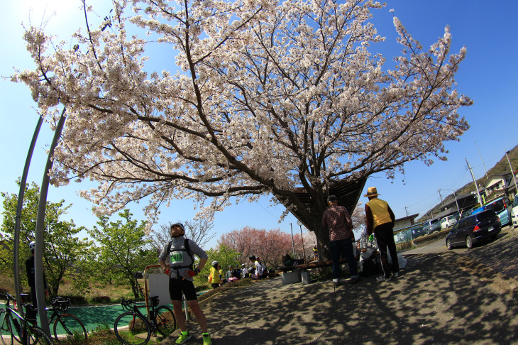 大ぶりな桜が見ごろを迎えていた筑波休憩所