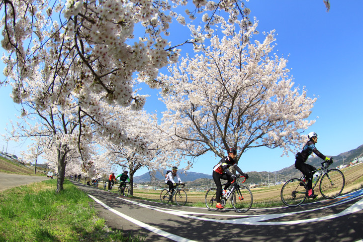 青空と薄紅色の桜とが互いに引き立てあっう　絶好のライドシーズンにつくばりんりんロードを堪能した