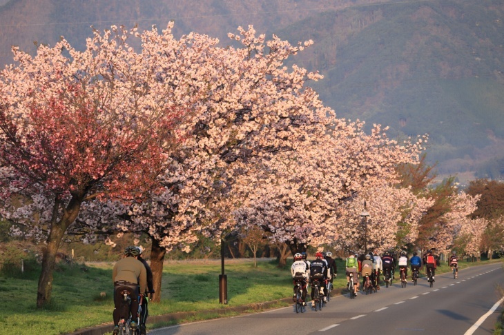 初っ端の桜並木は満開