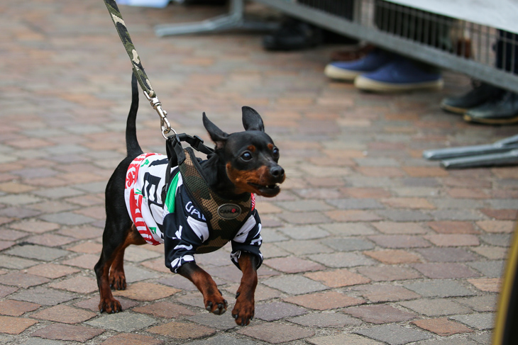 UAEチームエミレーツのジャージを着た犬!