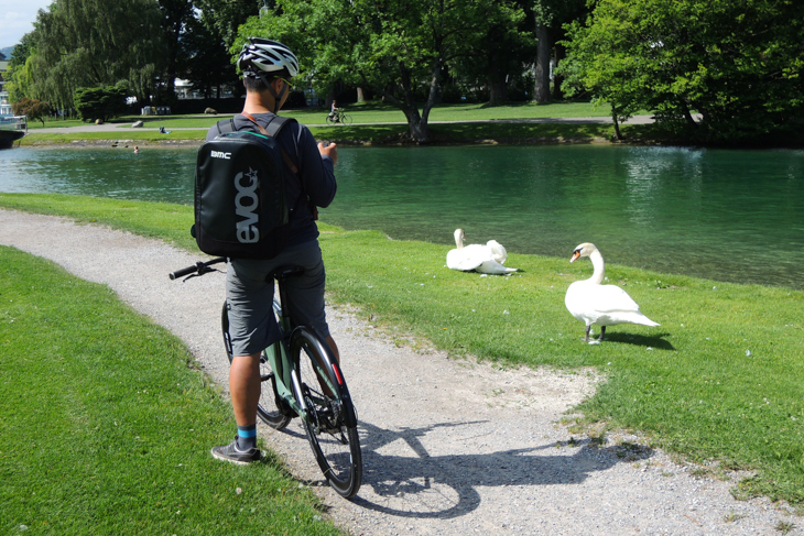 チューリヒ湖の白鳥は人を怖がらない